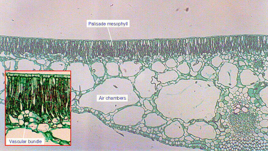 Cross-section of hydrophytic leaf from Castalia