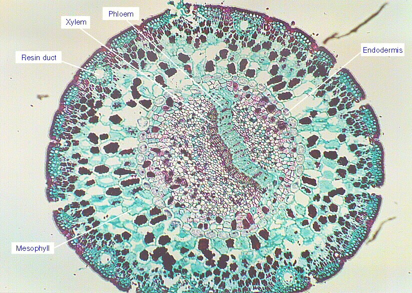 cross section of dicot leaf