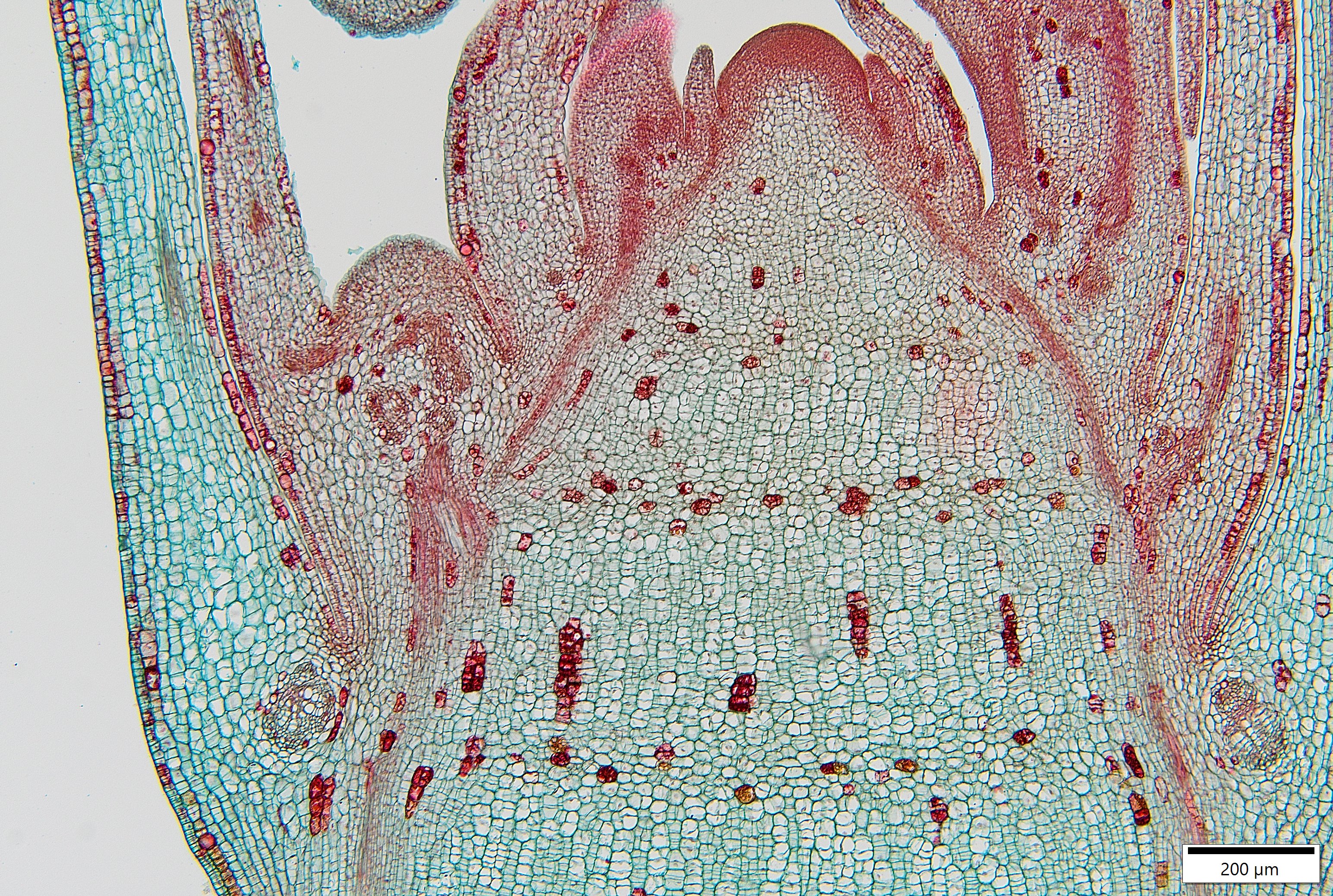 apical meristem cross section