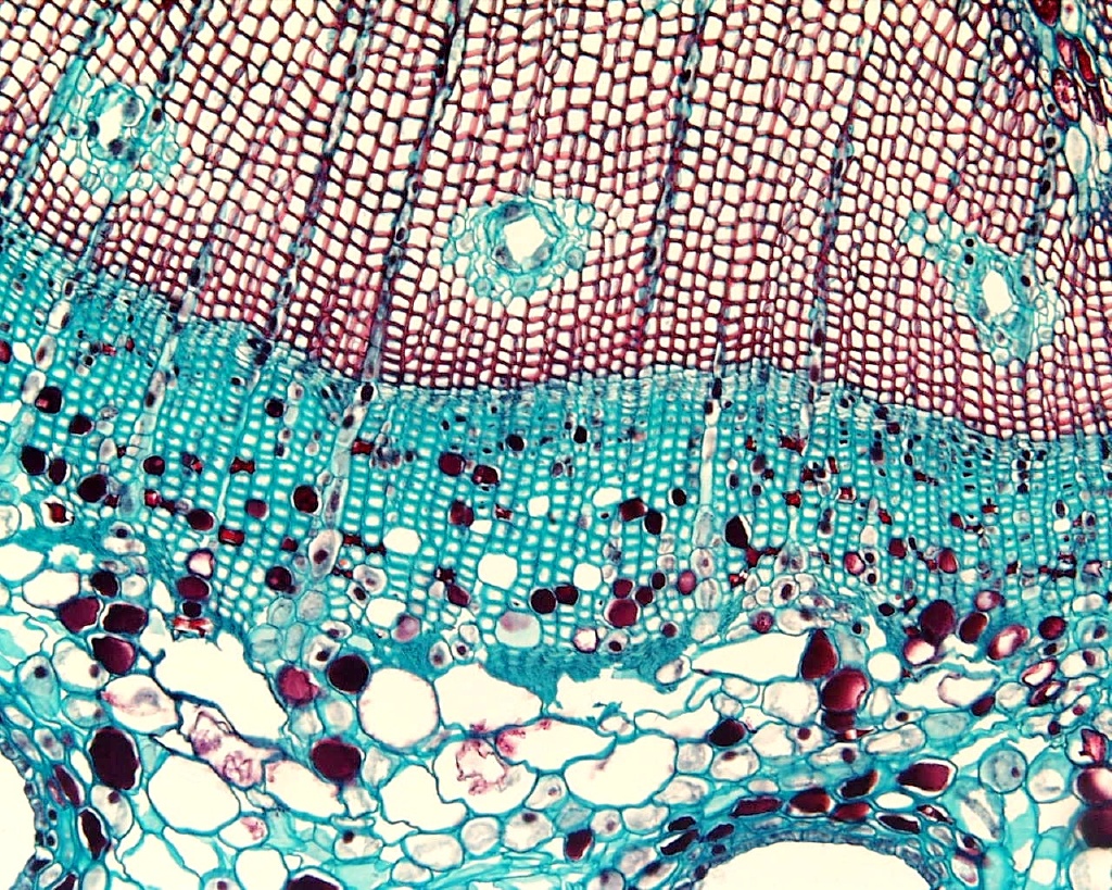 Клетка без воды. Ткань под микроскопом. Живая клетка под микроскопом. Живые ткани под микроскопом. Клетка воды под микроскопом.