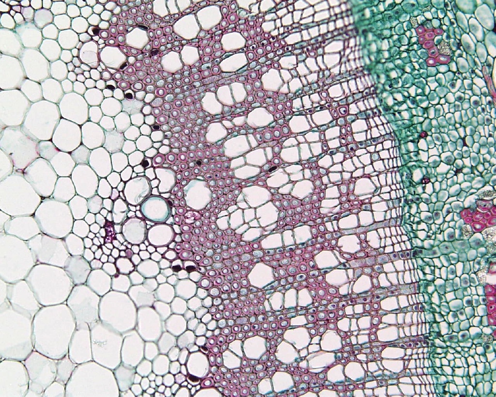 Механическая ткань растений сосуды. Выделительные секреторные ткани растений. Ксилема микроскоп. Ксилема микрофотография. Выделительная ткань растений микрофотография.